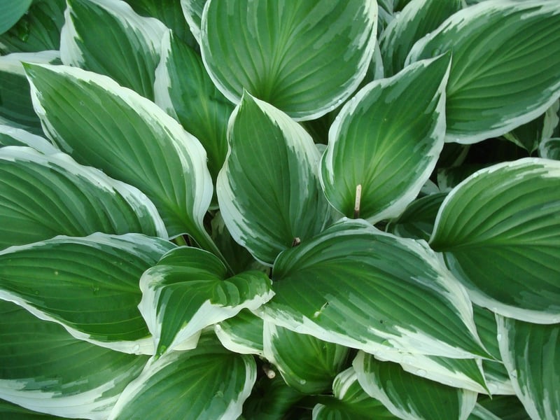 Shade Tolerant Plants
