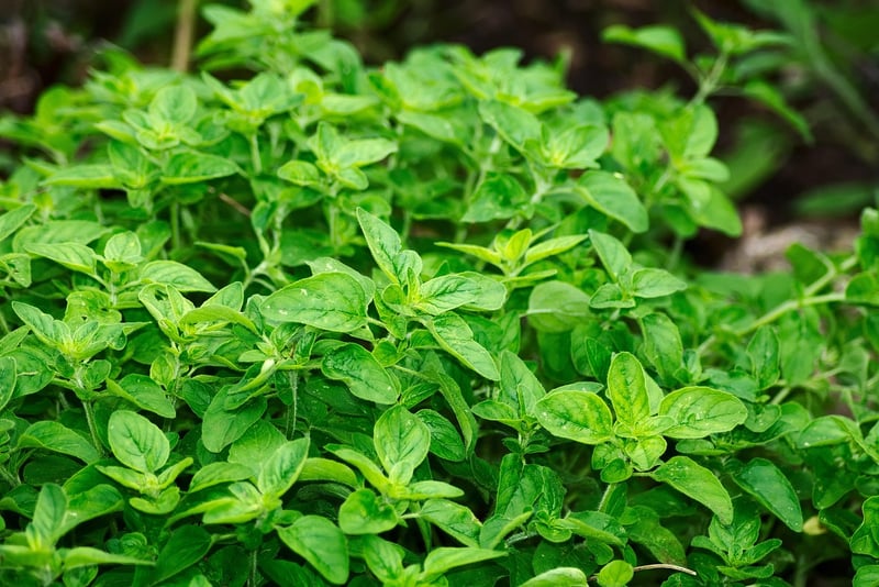 Oregano Herb