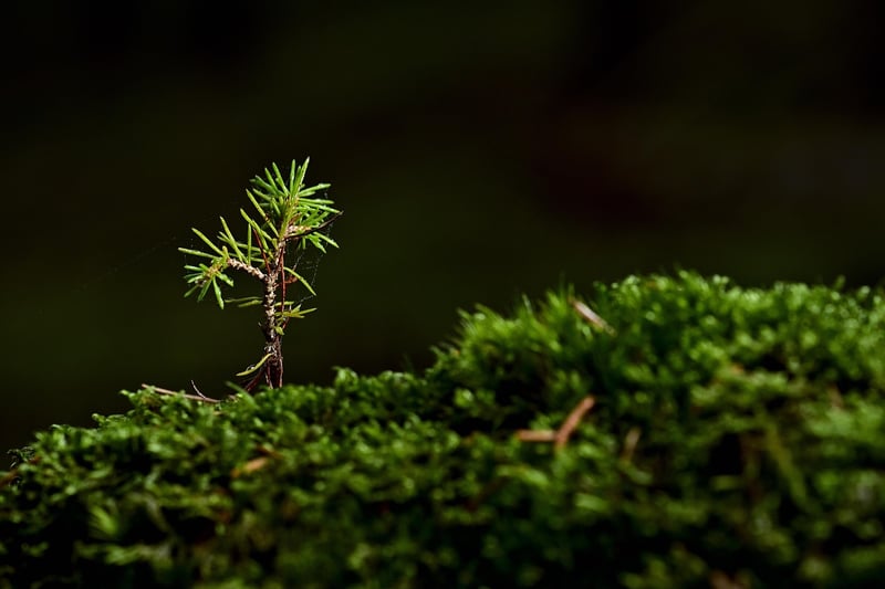 Plants Growth